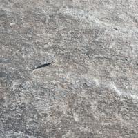 Фото текстуры галтованного серого серебристого серицита